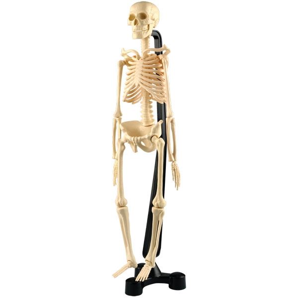 Lidská kostra 46cm - Kliknutím na obrázek zavřete